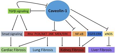 Is There a Potential Therapeutic Role for Caveolin-1 in Fibrosis?